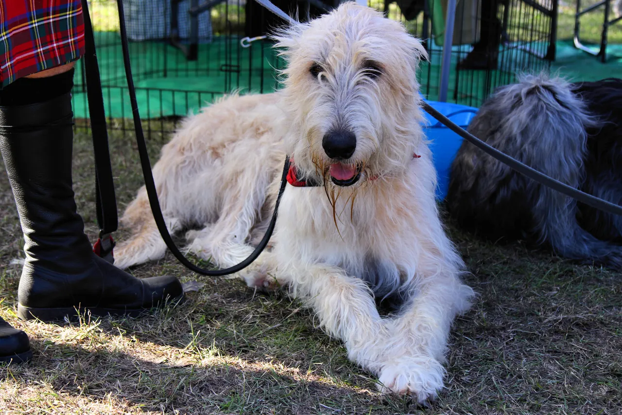 An Irish Wolfhound lying beside a handler at an outdoor event in Texas