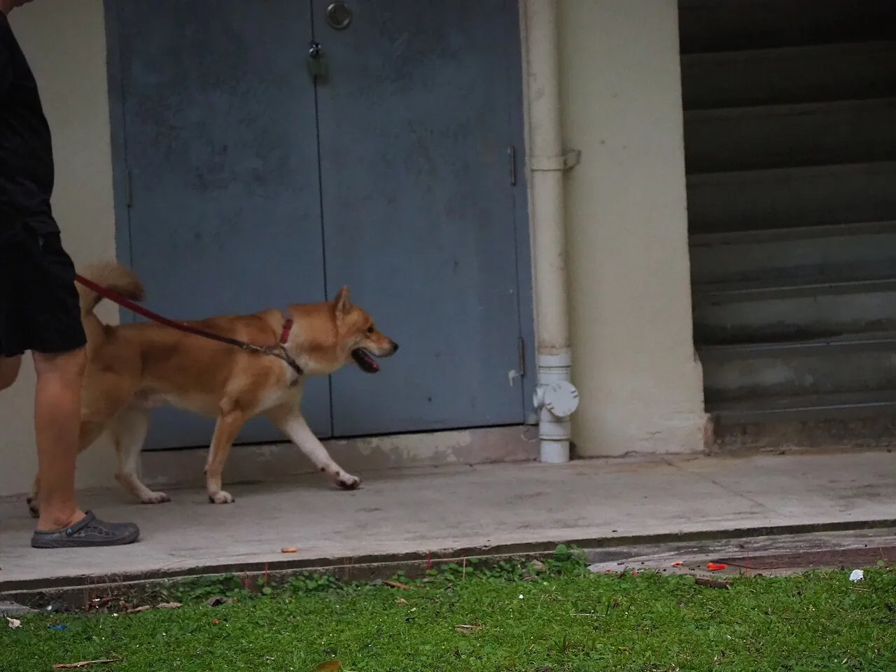 A person walking a brown dog on a leash along a sidewalk