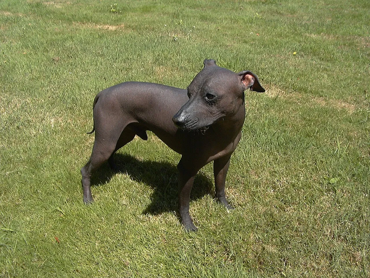 A Peruvian Hairless Dog standing on grass