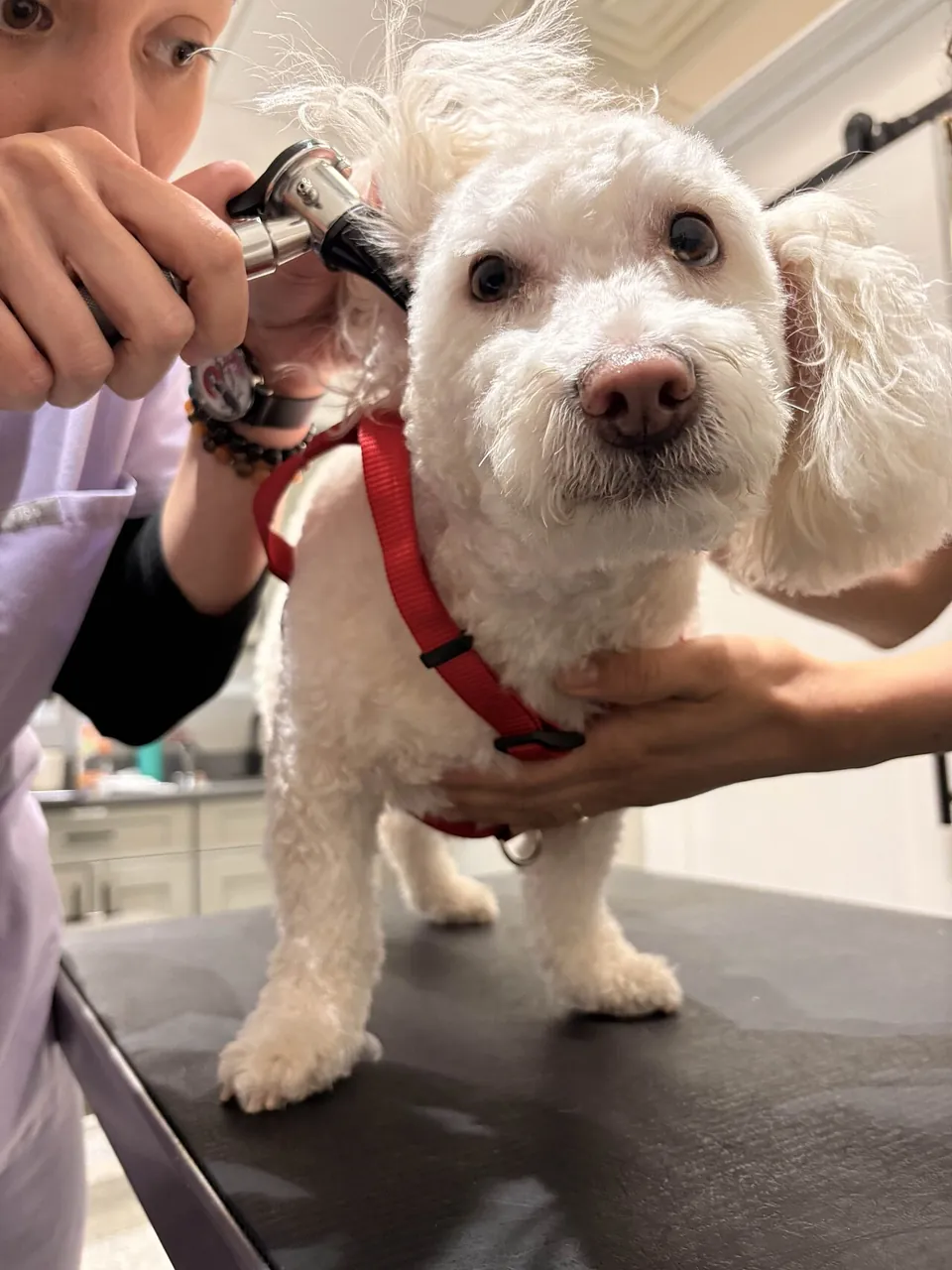 A veterinarian examines a white dog’s ear