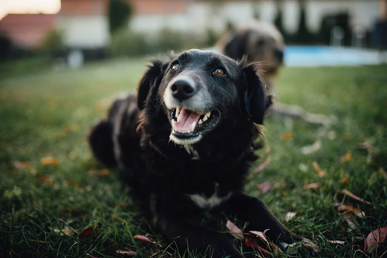 A black dog resting on grass among autumn leaves